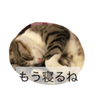 加藤家のみーちゃん（個別スタンプ：8）