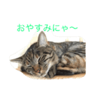 クイナ丸（個別スタンプ：1）