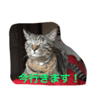クイナ丸（個別スタンプ：3）