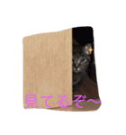 クイナ丸（個別スタンプ：5）