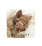 クイナ丸（個別スタンプ：6）