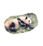 生き物です！（個別スタンプ：7）