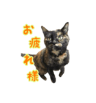 猫スタンプ(外猫)（個別スタンプ：1）