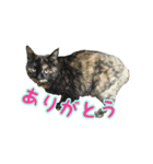 猫スタンプ(外猫)（個別スタンプ：2）