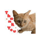 猫スタンプ(外猫)（個別スタンプ：4）