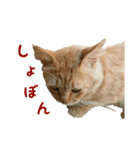 猫スタンプ(外猫)（個別スタンプ：5）