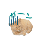 猫スタンプ(外猫)（個別スタンプ：6）