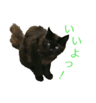 猫スタンプ(外猫)（個別スタンプ：7）