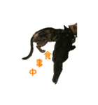 猫スタンプ(外猫)（個別スタンプ：8）