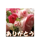 薔薇の花♡アソート_挨拶メッセージ（個別スタンプ：3）