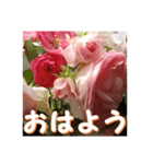 薔薇の花♡アソート_挨拶メッセージ（個別スタンプ：13）
