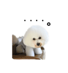ビションフリーゼ。実写版（個別スタンプ：8）