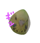 かわいいピーちゃんたち（個別スタンプ：1）