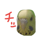 かわいいピーちゃんたち（個別スタンプ：4）
