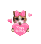 メインクーン(猫)（個別スタンプ：1）