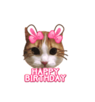メインクーン(猫)（個別スタンプ：2）