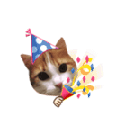 メインクーン(猫)（個別スタンプ：4）