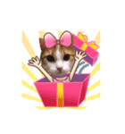 メインクーン(猫)（個別スタンプ：6）