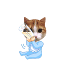 メインクーン(猫)（個別スタンプ：16）