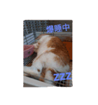 だぁいすき、めーぷる.（個別スタンプ：4）