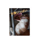 だぁいすき、めーぷる.（個別スタンプ：6）