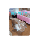 だぁいすき、めーぷる.（個別スタンプ：14）