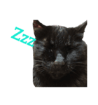 黒猫mew 1（個別スタンプ：4）