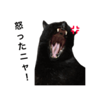 黒猫mew 1（個別スタンプ：5）