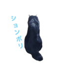 黒猫mew 1（個別スタンプ：6）