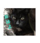 黒猫mew 1（個別スタンプ：7）