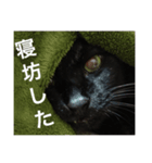 黒猫mew 2（個別スタンプ：1）