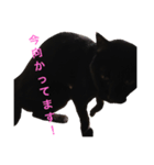 黒猫mew 2（個別スタンプ：2）