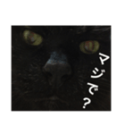 黒猫mew 2（個別スタンプ：7）
