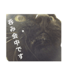 黒猫mew 3（個別スタンプ：1）