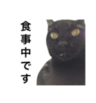 黒猫mew 3（個別スタンプ：2）