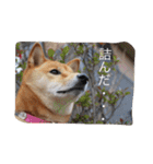 ももまるスタンプ（個別スタンプ：2）