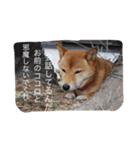 ももまるスタンプ（個別スタンプ：5）