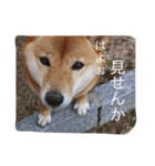 ももまるスタンプ（個別スタンプ：10）