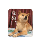 ももまるスタンプ（個別スタンプ：27）