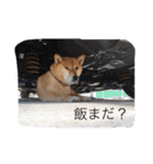 ももまるスタンプ（個別スタンプ：28）