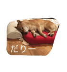 ももまるスタンプ（個別スタンプ：33）
