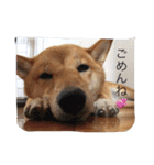 ももまるスタンプ（個別スタンプ：40）