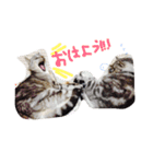 なんてかわいいにゃんこたち！（個別スタンプ：2）