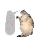 なんてかわいいにゃんこたち！（個別スタンプ：5）
