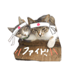 なんてかわいいにゃんこたち！（個別スタンプ：7）