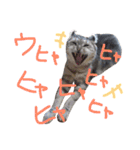 なんてかわいいにゃんこたち！（個別スタンプ：9）