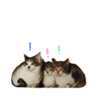 なんてかわいいにゃんこたち！（個別スタンプ：11）