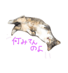 なんてかわいいにゃんこたち！（個別スタンプ：12）