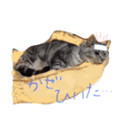 なんてかわいいにゃんこたち！（個別スタンプ：16）