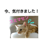 猫のあんずです⑤（個別スタンプ：2）